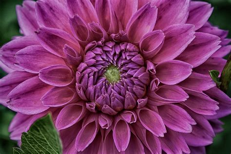 Dahlia Dahlias Asteraceae Garden Free Photo On Pixabay Pixabay