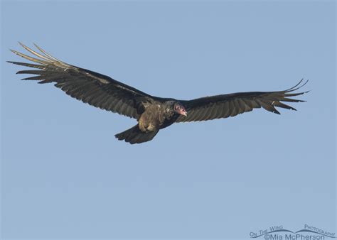What A Spooky Looking Bird Turkey Vulture In Flight Mia McPherson S
