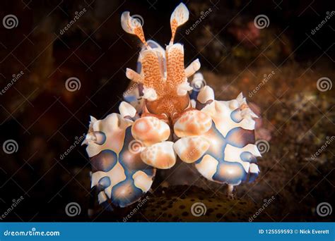 Harlequin Shrimp Hymenocera Picta Stock Image Image Of Indonesia
