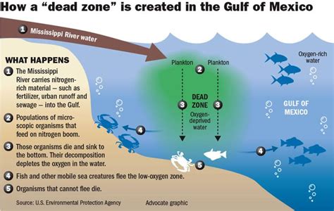Gulf Of Mexico ‘dead Zone Expected To Be Larger Than Connecticut This