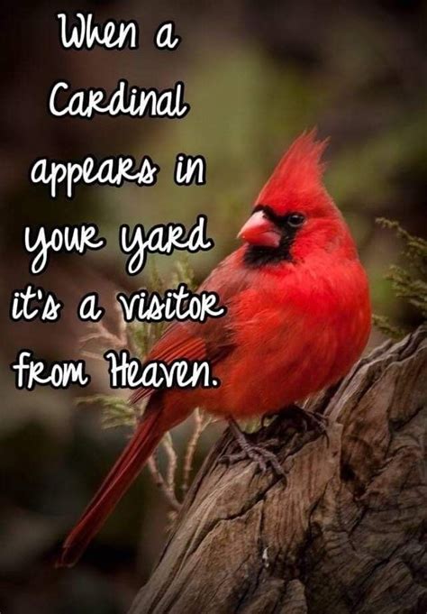 Pin By Mir On Birds With Images Cardinal Birds Bird Quotes