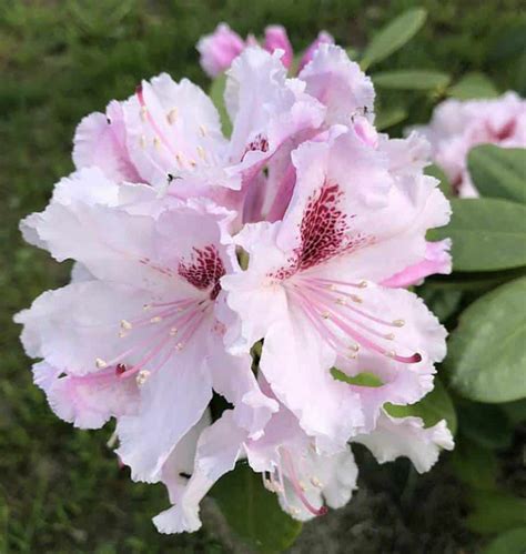By crossbreeding these two shrubs, encore azaleas bloom in the spring, summer and fall. When and How to Fertilize Azaleas (For Best Results ...