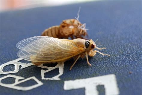 Understanding The Invasion Of Brood X Cicadas