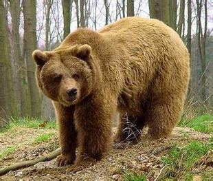 Barna medve | Állatvilág