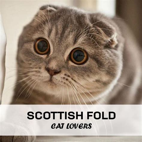 Cat Scottish Fold Owners Cat Lovers Cats Animals Gatos Animales