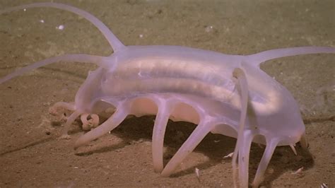5 Things You Didnt Know About Sea Pigs
