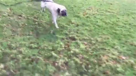 Frankie Almost Home Dog Rescue North Wales Youtube