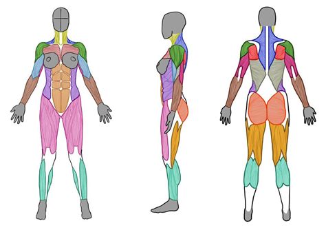 This article looks at female body parts and their functions, and it provides an interactive diagram. Anatomy에 있는 핀