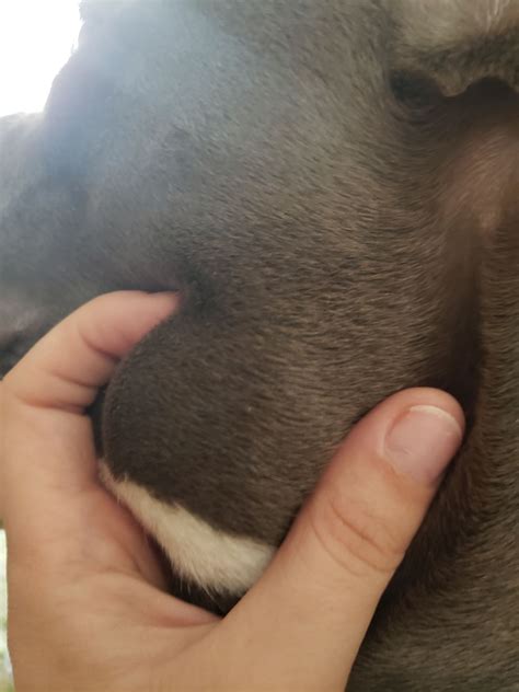 35 Cute Lumps On Dog Neck Photo 8k Ukbleumoonproductions