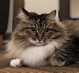 Their eyes are mostly round and can be any color, though some siberians have blue eyes or one eye of a different color. Siberian cat - Wikipedia