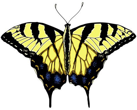 Butterfly Illustrations