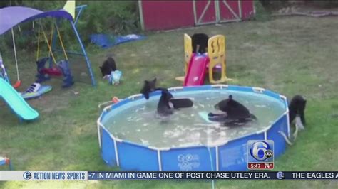 Bears Frolic At Wild Pool Party In Nj