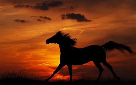 Free HD Horse Backgrounds Desktop | PixelsTalk.Net