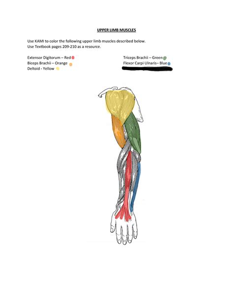Limb Muscles Assignment Upper Limb Muscles Use Kami To Color The