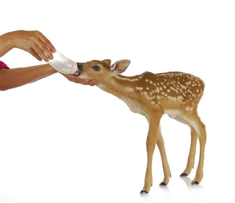Fawn Stock Photo By ©willeecole 13883867