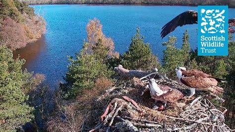 Nc0 And Lm12 See Off Intruder Kn8 Loch Of The Lowes Osprey Webcam 2021 Youtube