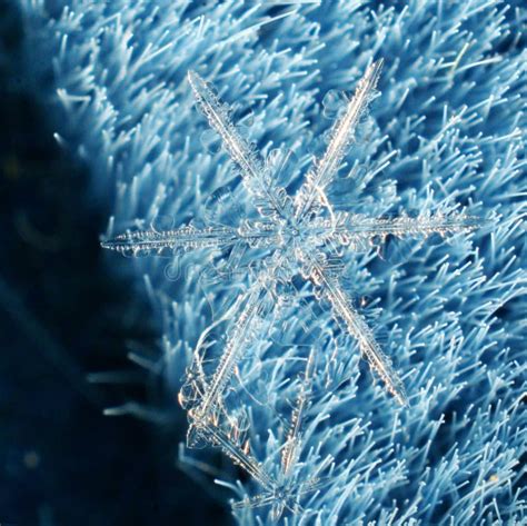 Natural Crystal Snowflake Macro Piece Of Ice Stock Image Image Of