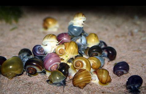 Mystery Snails Purple Albino