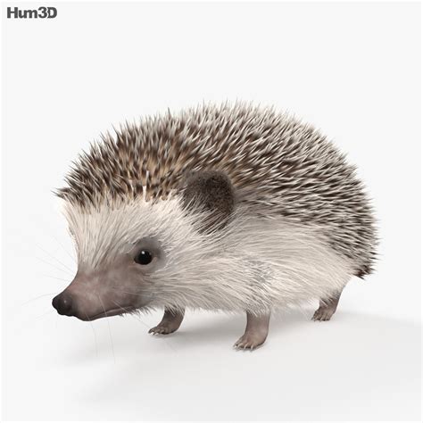 Hedgehog Hd 3d Model Animals On Hum3d