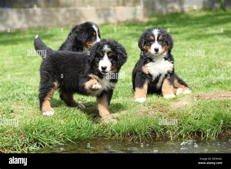 Three Bernese Mountain Dog Puppies Playing Stock Photo Alamy