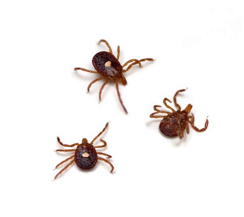 Types Of Ticks In Maine Identify Ticks Greener Grounds