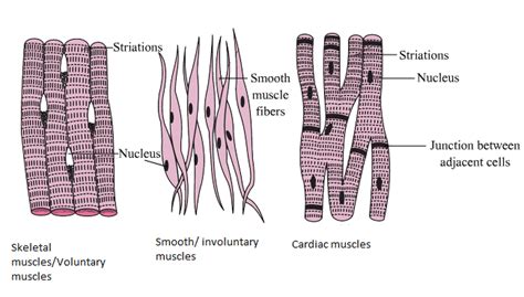 Diagram Of Voluntary Involuntary And Cardiac Muscles Plz Sent Fast