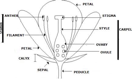 Draw a diagram of human female reproductive system and label the part. Human Biology..provide Me With A Female Labeled Reproductive Diagram / 448 best Ciencias ...