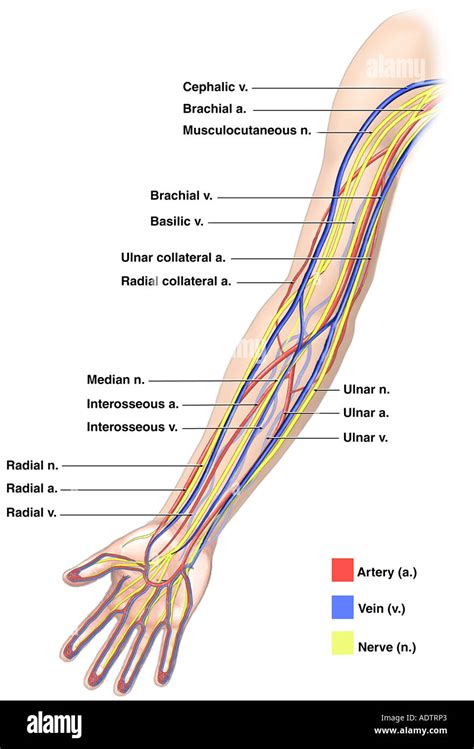Anatomy Of The Nerves Arteries And Veins Of The Arm Upper Stock Photo