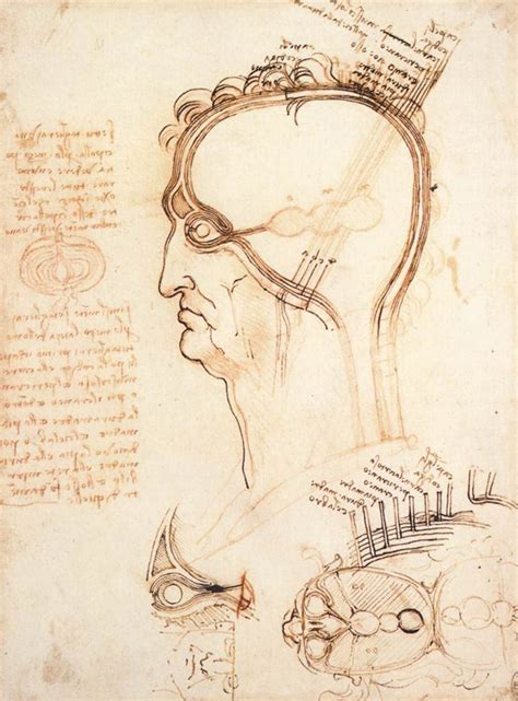 Leonardo Da Vinci Anatomist At The Royal Gallery Buckingham Palace