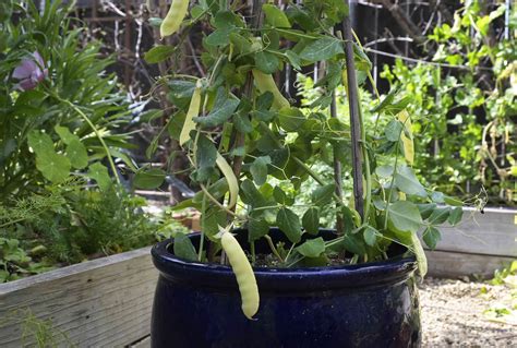 How To Grow Peas In Containers