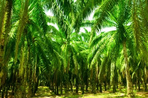 Palm oil (including its fractions) is traditionally used for edible purposes such as cooking and frying, in addition to being a choice ingredient of food formulations (e.g. New oil palms promise highest crude palm oil yields in ...