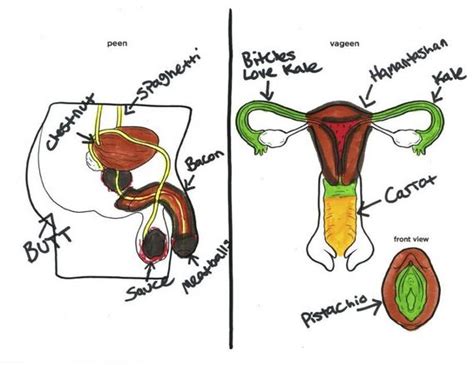 Diagram Female Reproductive System Diagram Th Grade Mydiagram Online