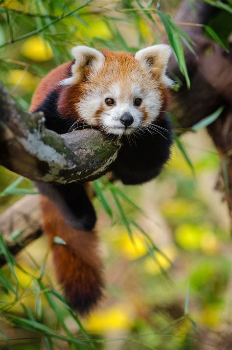 Red Panda Perching On Tree During Daytime · Free Stock Photo
