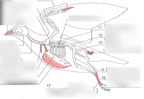 Skelett Der Taube Diagram Quizlet