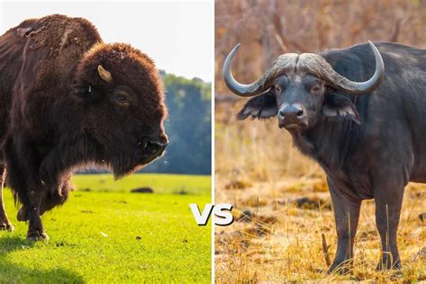 What Is The Difference Between Bison And Buffalo