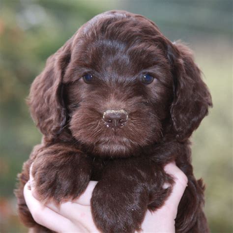 Labradoodle breeder of the premier australian labradoodle. Australian Labradoodle Breeder | Spring Creek Labradoodles