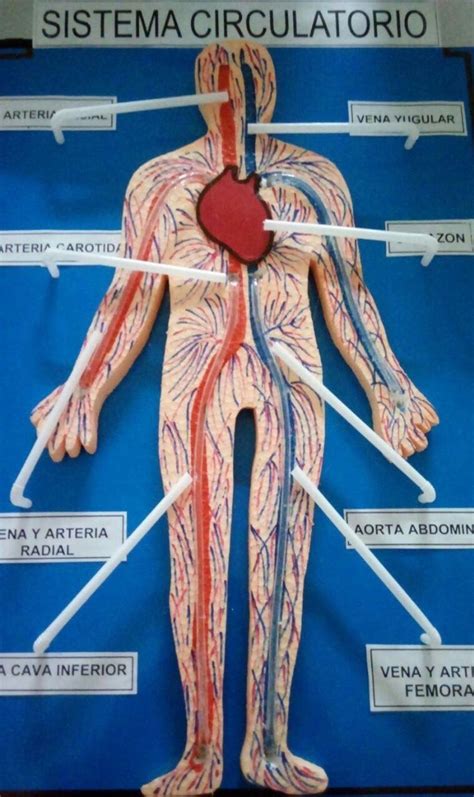 Maqueta Sistema Circulatorio Humano Sistema Circulatorio Sistema Porn