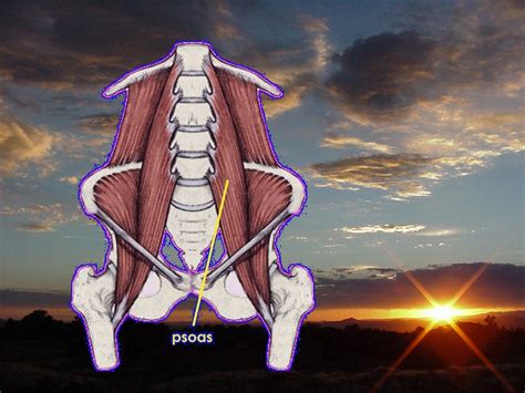Your Psoas Muscles Healthy And Unhealthy And How To Get Them
