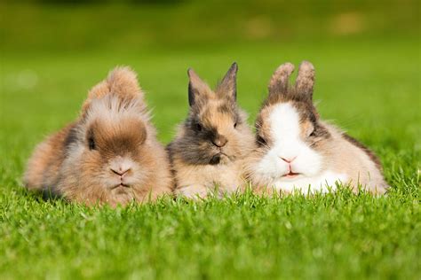 And A Group Of Bunnies Is Called A Fluffle Goodhousemag Fun Facts