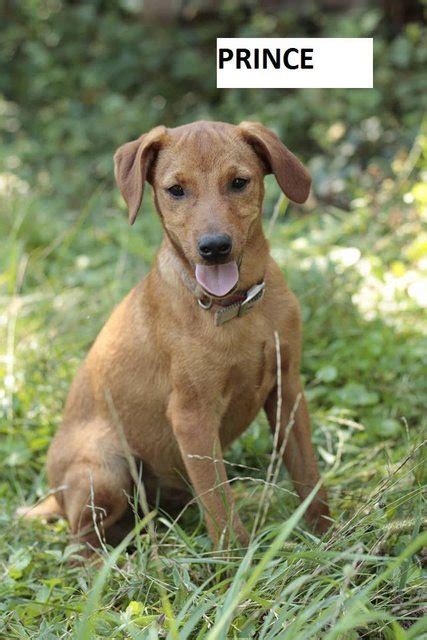 Prince 4 5 Month Old Male Miniature Pinscher Cross Dog For Adoption