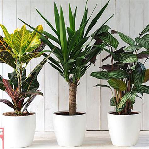 Best Indoor Plants Low Maintenance House Plants For Your Home