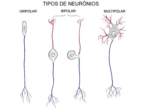 Neurônios O Que São Função Estrutura Tipos Quantos Temos