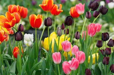 How To Grow And Care For Tulips Gardeners Path