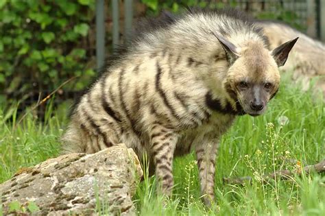 Striped Hyena The Animal Facts Appearance Diet Habitat Behavior