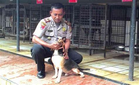 Anjing Khusus Dari Jakarta Kejar Kelompok Santoso