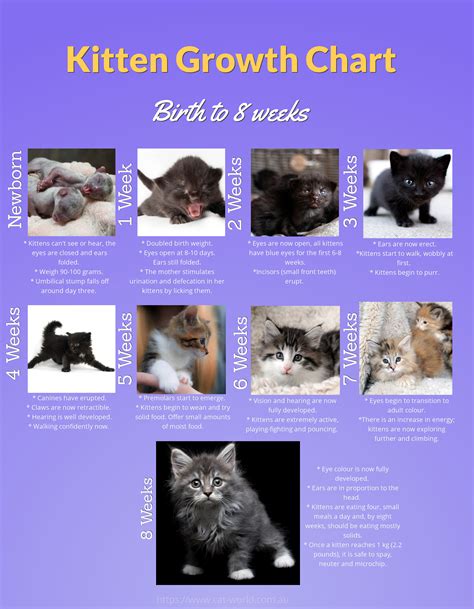 Kitten Care Week By Week Weeks 1 To 8 Our Vet Explains Cat World Newborn Kittens Kitten