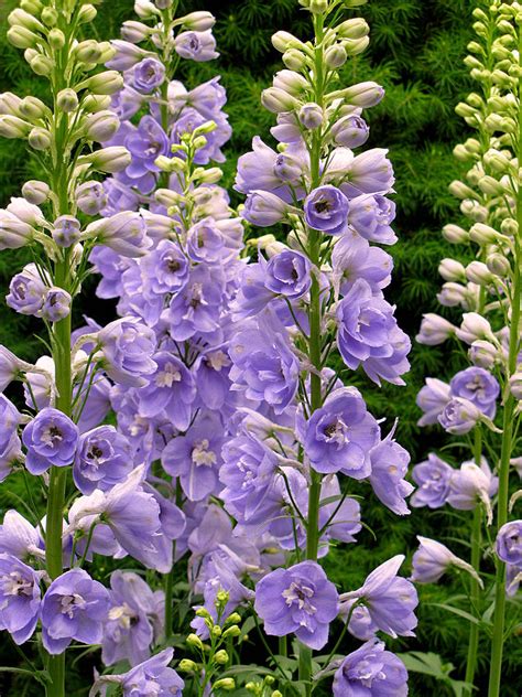 Silk flowers in a wide variety of colors to match any theme. Aurora Light Purple Delphinium No. 1 Photograph by Jessica ...