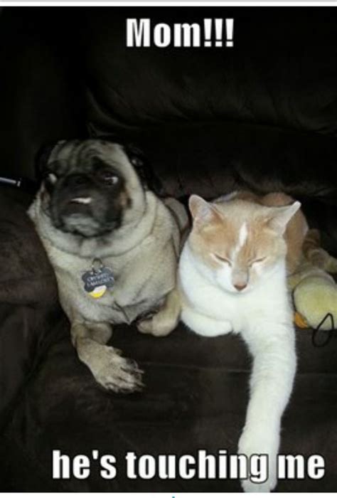 Mom Hes Touching Me Pug And Kitty Pugs Funny Cute Funny Dogs