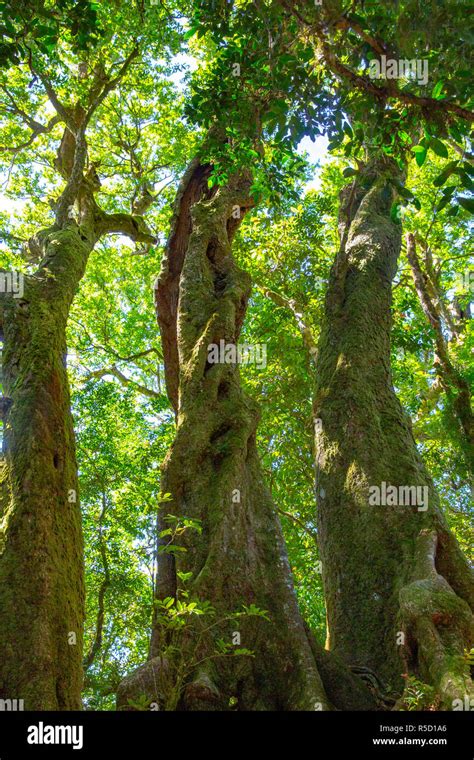 Antarctic Beech Tree Nothofagus Moorei In The Rainforest In Springbrook