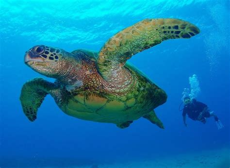 17 Best Images About Florida Sea Turtles On Pinterest